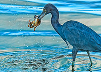 Caye Caulker