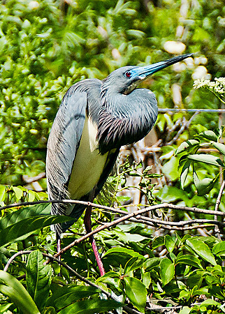 Tri-colored Heron