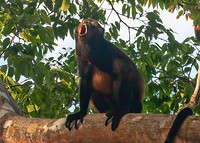 Howler Monkey