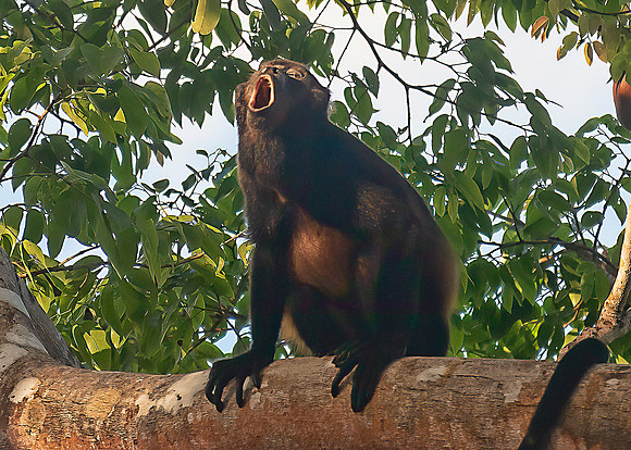 Howler Monkey