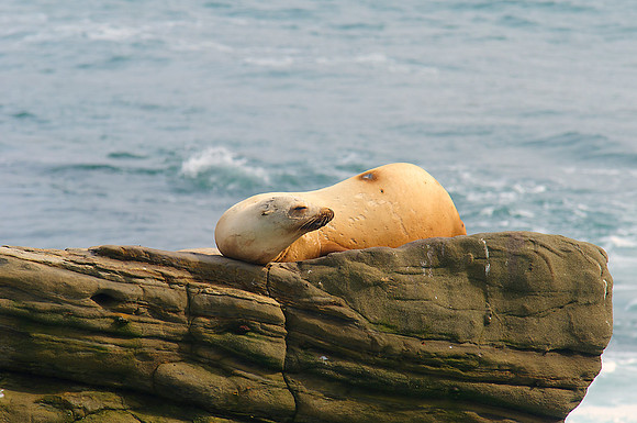 California Sea Lion