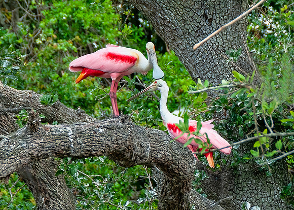 Roseate Spoonbills