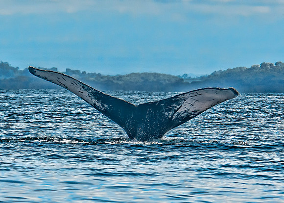 Humpback Whales
