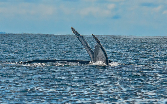 Humpback Whales
