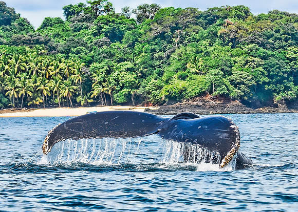 Humpback Whales