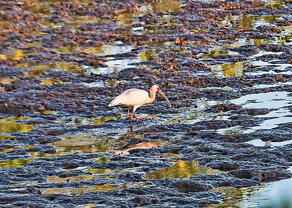 White Ibis
