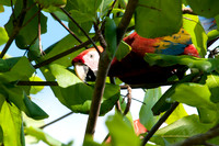 Scarlet Macaw