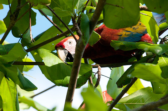 Scarlet Macaw