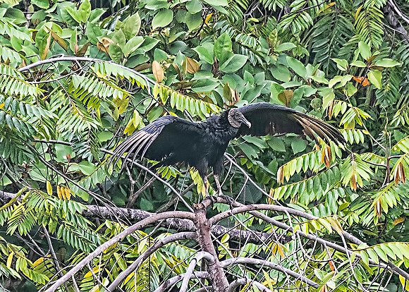 Black Vulture
