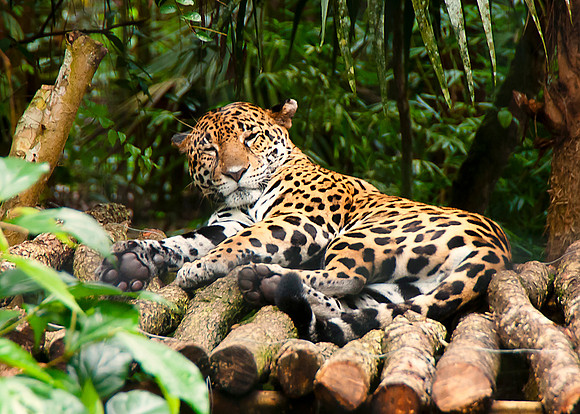Jaguar