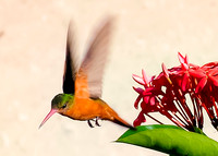 Cinnamon Hummingbird