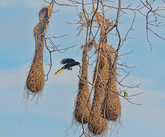 Crested Oropendola