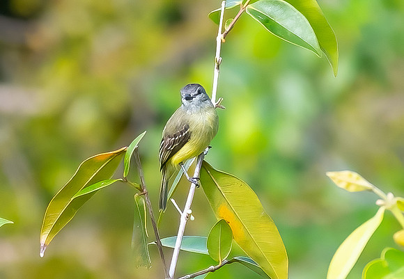 Yellow-crowned Tyrannulet