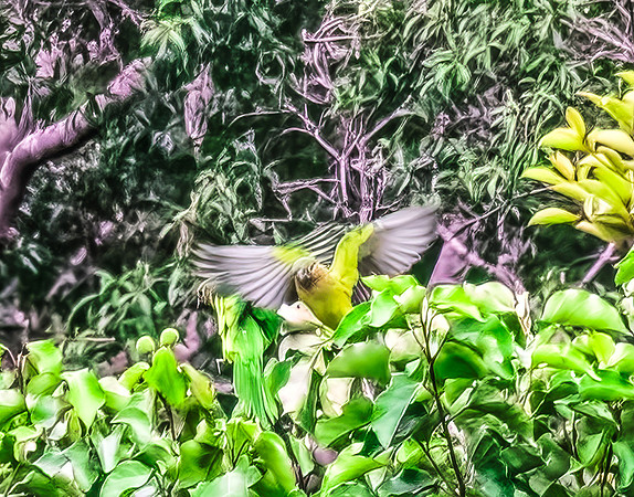 Brown-throated Parakeet