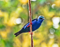 Honeycreeper