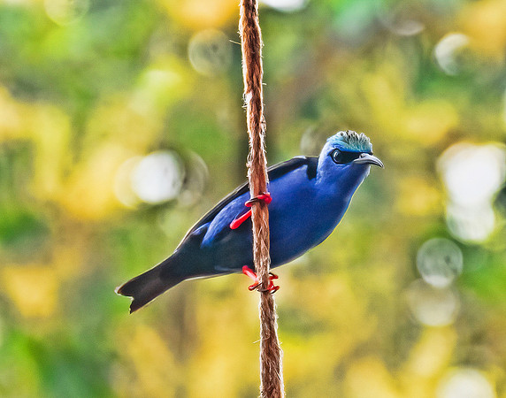 Honeycreeper