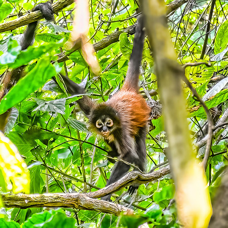 Black Spider Monkey