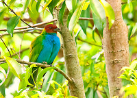 Bay-headed Tanager