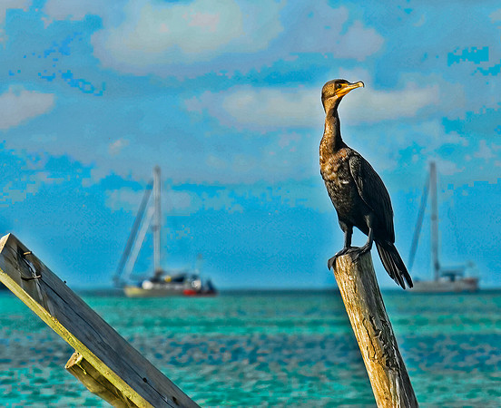Caye Caulker