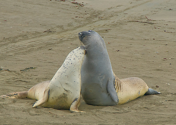 Elephant Seals
