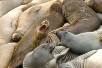 Elephant Seals