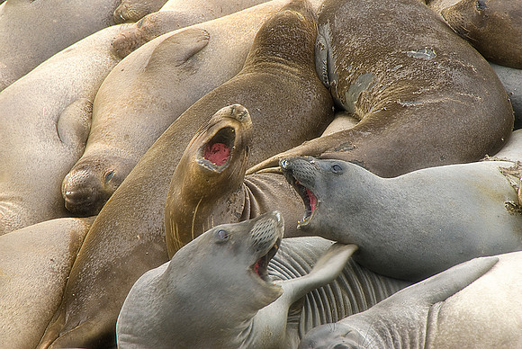 Elephant Seals