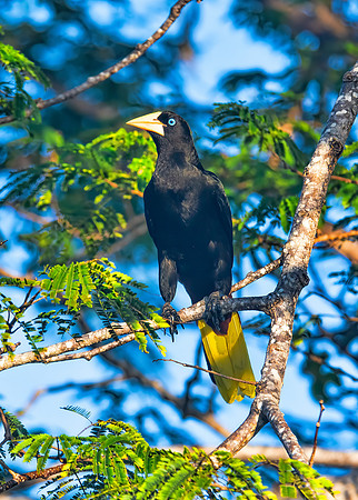 Crested Oropendola