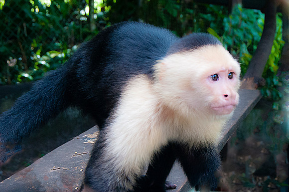 White-faced Capuchin