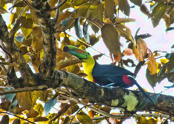 Keel-Billed Toucan
