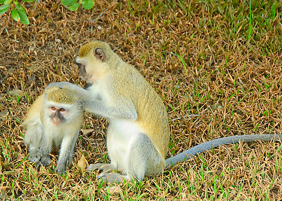 Vervet Monkeys