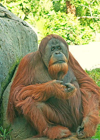 Orangutan