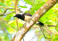 Black-chested Jay