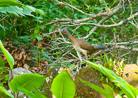 Gray-Headed Chachalaca