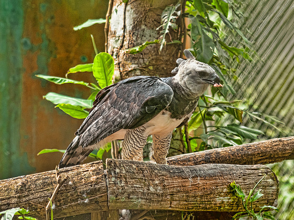 Harpy Eagle