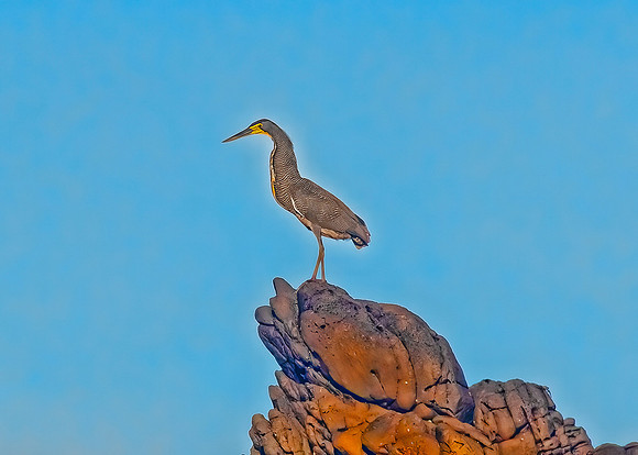 Bare-throated Tiger Heron