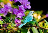 Blue-Grey Tanager