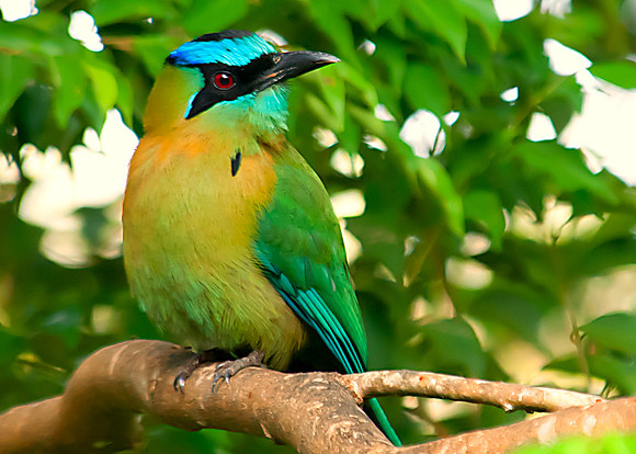 Blue Crowned Motmot
