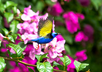Red-legged Honeycreeper