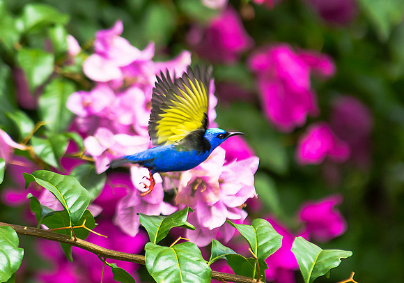 Red-legged Honeycreeper