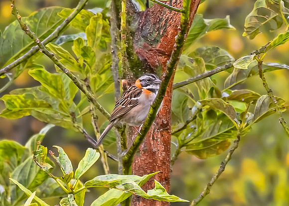 Rufous-Collared Sparrow