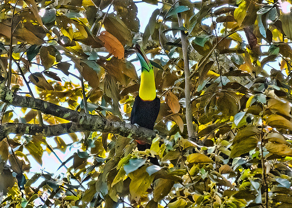 Keel-Billed Toucan