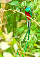 Resplendent Quetzal