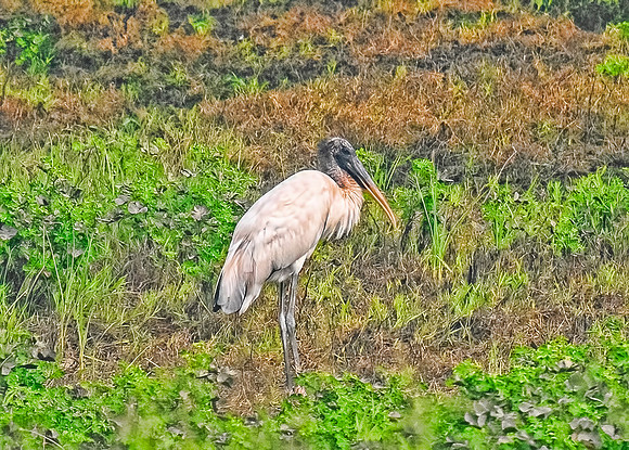 Woodstork