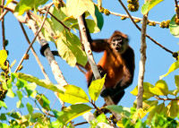 Spider Monkey