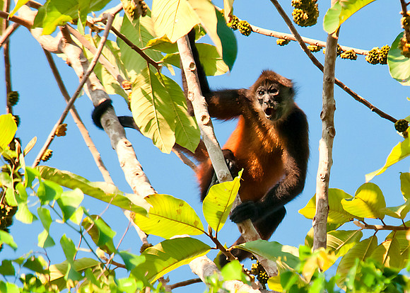Spider Monkey