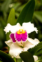 Orchid