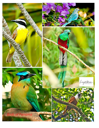 Birds of Panama