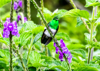 Juvenile Rufous-tailed Hummingbird