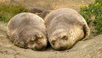 Elephant Seals
