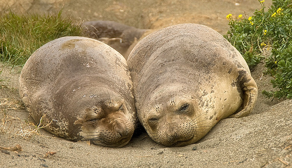 Elephant Seals
